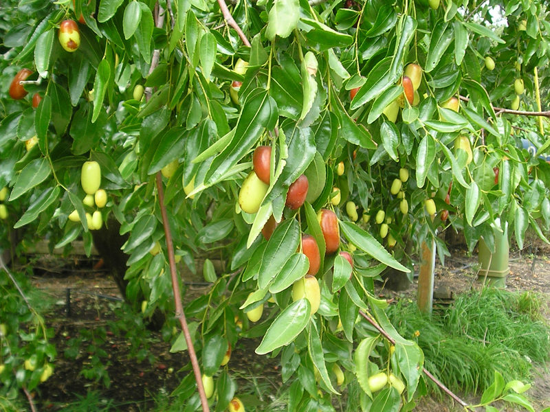 Jujuba, Fruit for the Reluctant Gardener!
