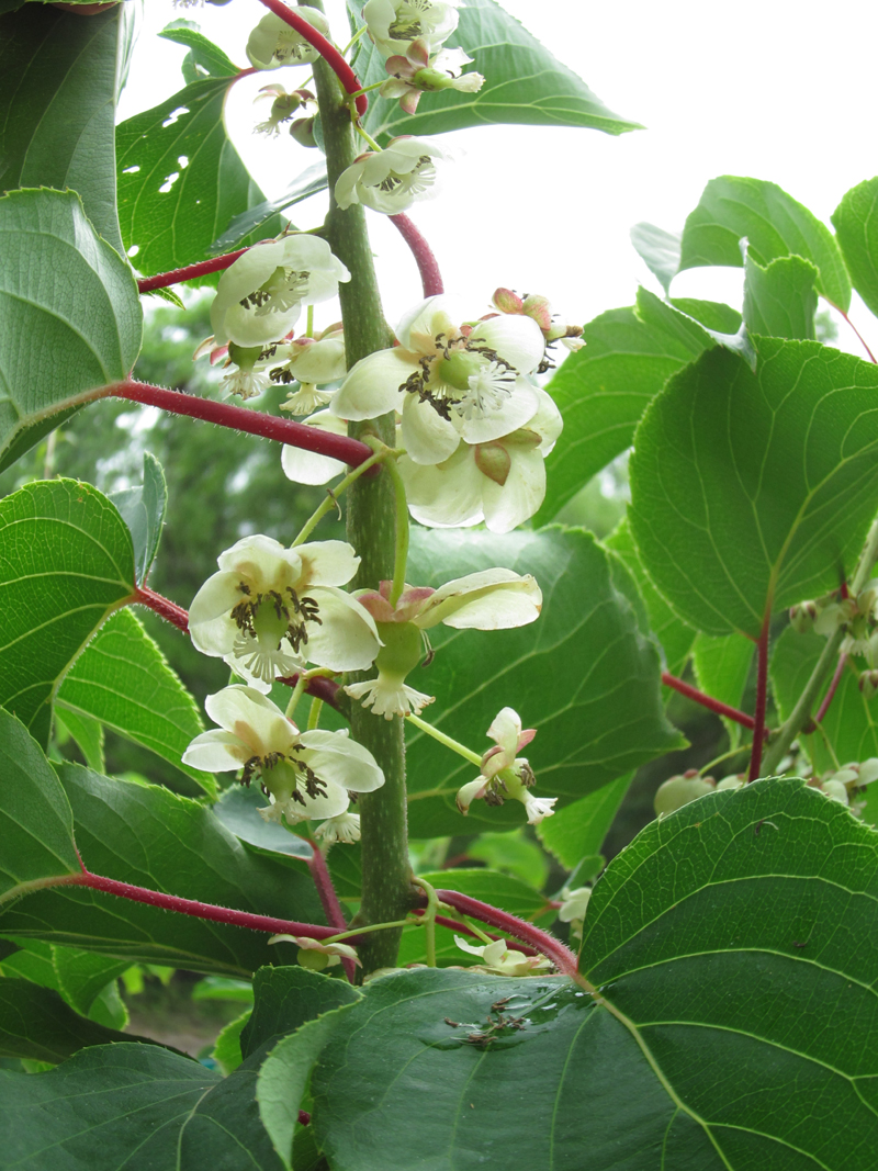Male Arguta Kiwi Flowers