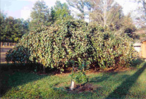 Kiwi Darlene Reynolds Arbor