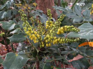 leather leaf mahonia flower 2