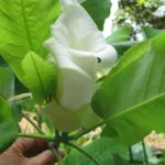Ashie Magnolia