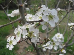 Mayhaw Bloom 1