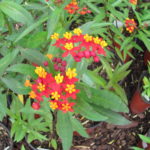 Tropical Milkweed