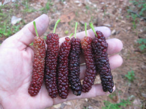 Mulberry Pakistan