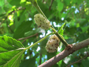 Mulberry White Railroad