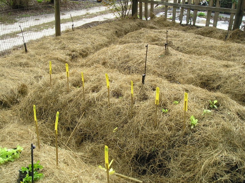 Mulching Vegetable Garden