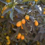 Nagami Kumquat Citrus Fruit