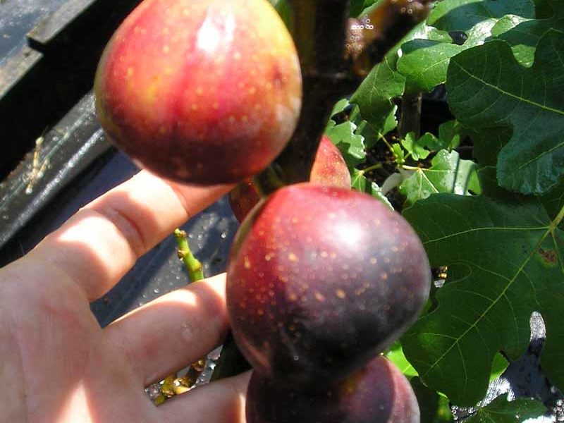 Easy to Grow Fruits