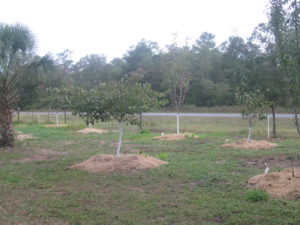 Fruit Orchard