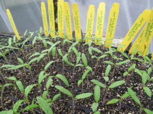 2015 New Tomato Crop