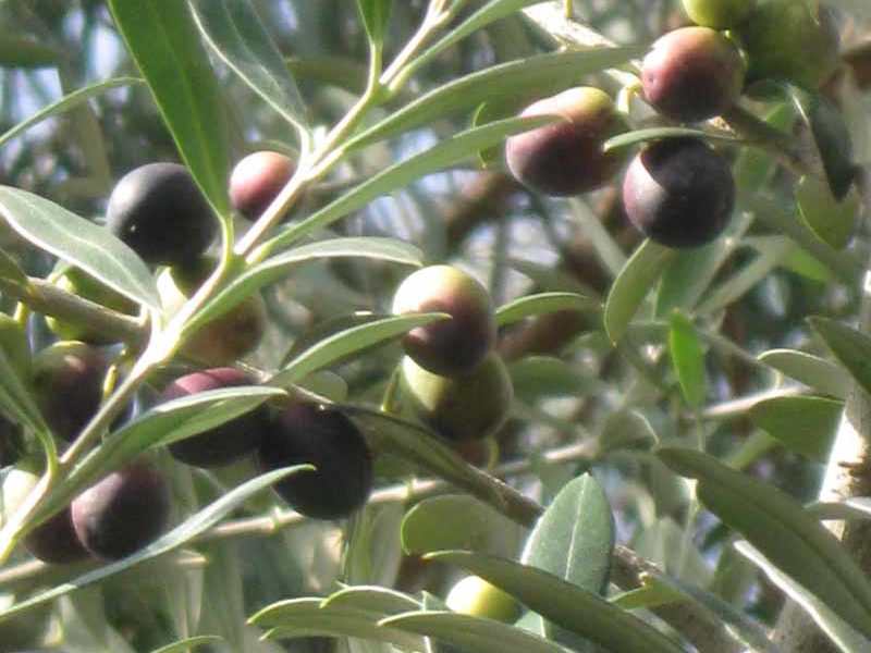 What the World Needs Now is More Olives!