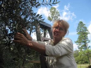 Olive Harvest 1