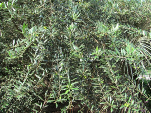 Olive Place Holder