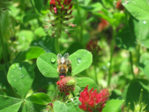 Orchard Bee