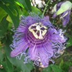 Passion Vine