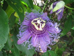passion vine
