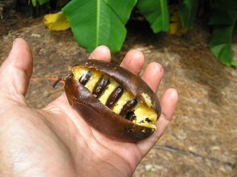 Paw Paw  So Easy to Grow-So Delicious