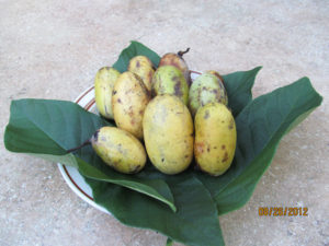Paw Paw Seedling