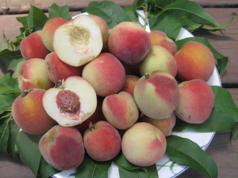 Best Times to Plant a Fruit Tree