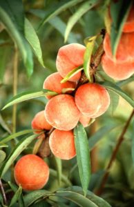 Peaches Fruit