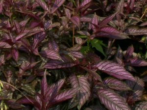Persian shield