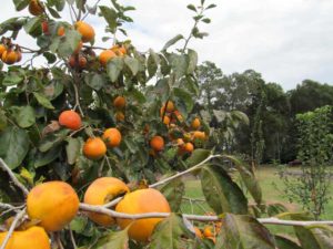 Tanenashi Persimmon 58