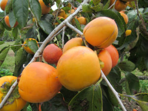 Tanenashi Persimmon Tree