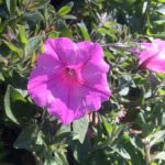 petunia_supertunia