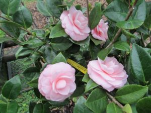Pink Perfection Camellia