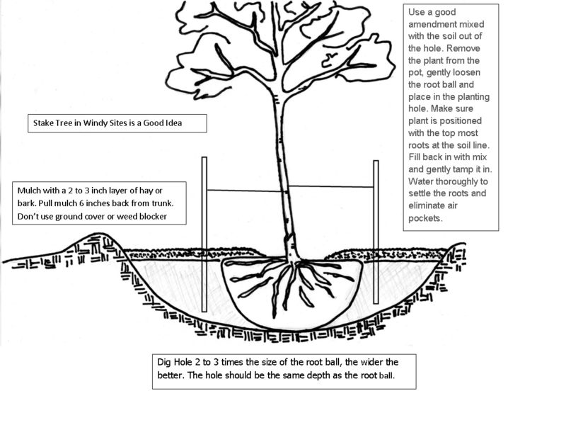 Planting A Tree Correctly