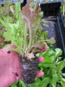 Planting Vegetables