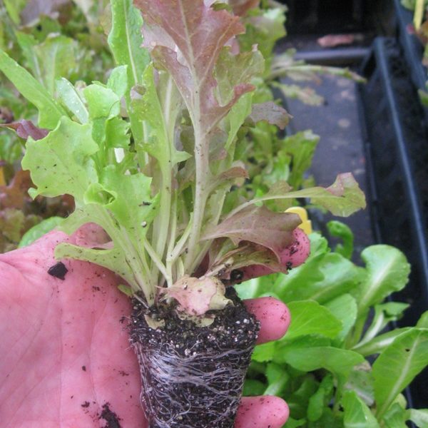 Late March Veggie Report