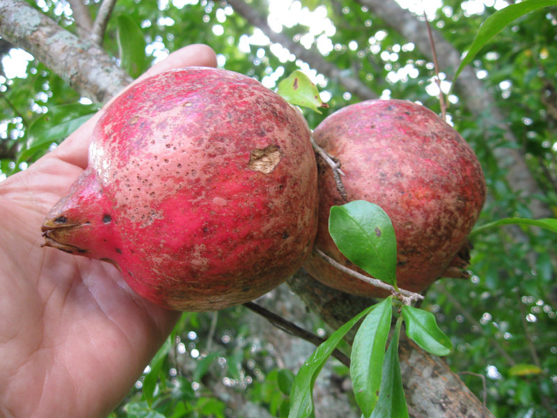 Growing Fruit Organically