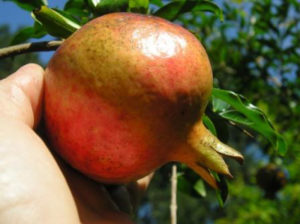 Larkin Pomegranate