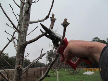 Training Fruit Trees