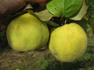 Quince Aromytha