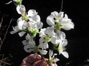 Clarke's White Flowering Quince