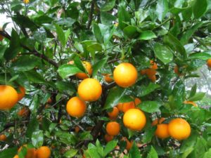 Color Your Landscape with Citrus Trees