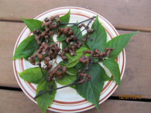 Raisin Tree Fruit