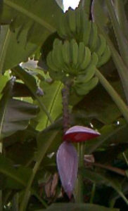Raja Puri Banana 3