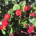 red_lantana
