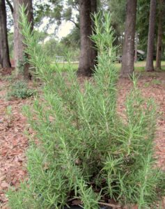 rosemary salem