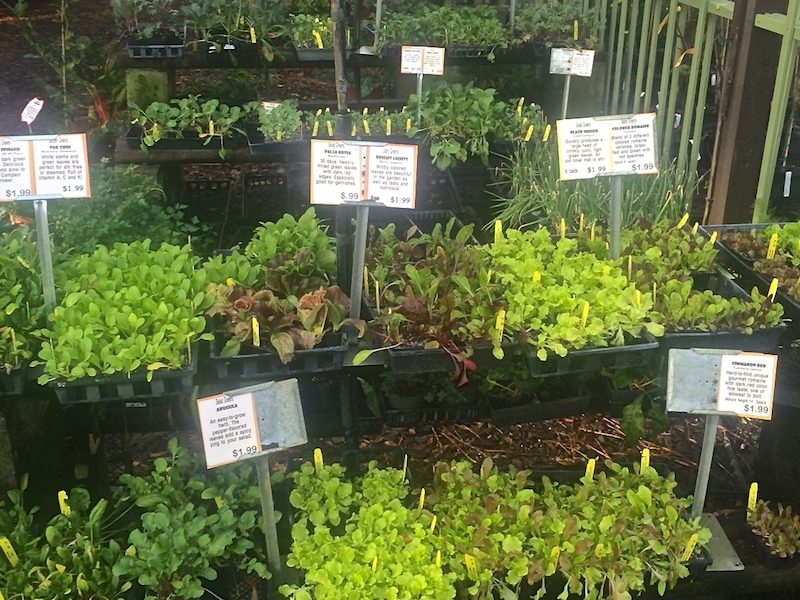 Tons of Veggies This Week at the Farm