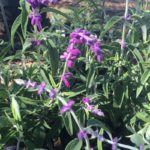Salvia_leucantha