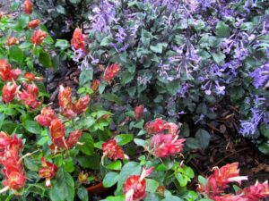 shade_perennials