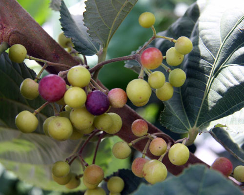 Sherbet Berry-New Fruit for the South