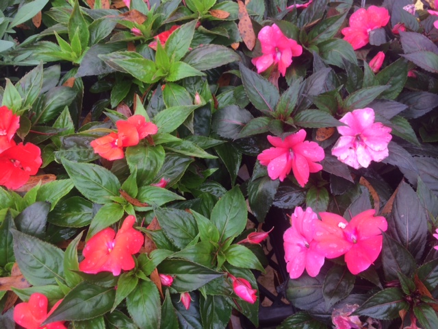 This Week at the Farm: BEEutiful color, veggies, and upcoming workshops