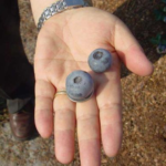 Titan Blueberries as Large as Quarters