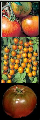 This Week at the Farm: Edible Landscaping Class, Tricks on Planting Tomatoes, Butterfly Plants