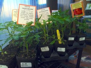 tomato_4inch